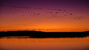 Birds, National Park, Nature, 4K wallpaper