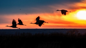 Crane, Birds, Nature, Sunrise, 4K wallpaper
