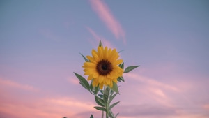 Sunflower, Flowers, Photography, 4K wallpaper