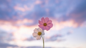 Flowers, Photography, 4K wallpaper