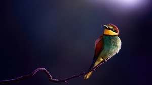 Bee Eater, Birds, 4K wallpaper