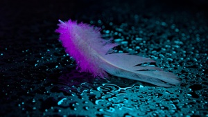Neon light, Feather, Wet, Droplets, 4K wallpaper