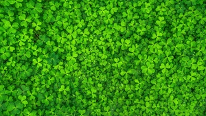 St. Patricks Day, Shamrock, Clover, Green leaves, Ultrawide, Four-leaf clovers, 4K wallpaper