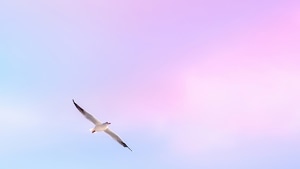 Seagull, Birds, Sky, Nature, 4K wallpaper