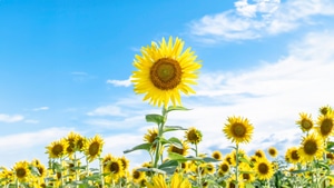 Sunflowers, Flowers, Nature, 4K wallpaper