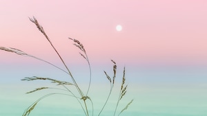 Nature, Morning, Relaxing, 4K wallpaper