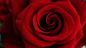 Red Rose, Closeup, Spiral, Macro, Floral, 4K wallpaper