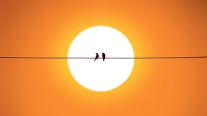 Birds, Silhouette, Sunset, Minimalism, Minimalist, Artist, Artwork, Digital Art, 4K wallpaper