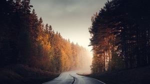 Autumn, Nature, Road, 4K wallpaper
