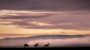 Reindeer, Animals, Silhouette, 4K wallpaper