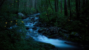 National Park, Nature, Forest, 4K wallpaper