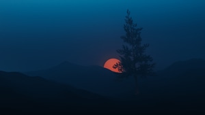 Sunset, Tree, Evening, Photography, Nature, 4K wallpaper