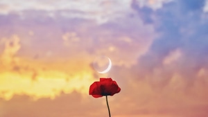 Rose, Flowers, 4K wallpaper