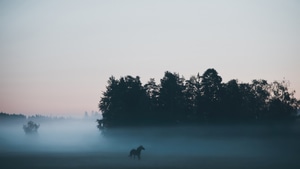 Horse, Animals, 4K wallpaper