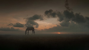 Horse, Animals, Behance, 4K wallpaper