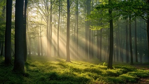 Thick forest, Sunlight, Scenic, Sun rays, Green Forest, 4K wallpaper