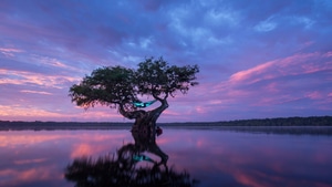 Photography, Tree, Evening, 4K wallpaper