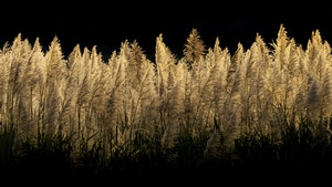 Field, Nature, Dark, Black, 4K wallpaper