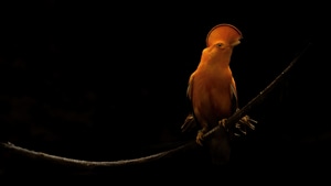 Birds, Dark, Black, Oled, Photography, 4K wallpaper