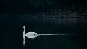 Swan, Birds, Love, Dark, 4K wallpaper