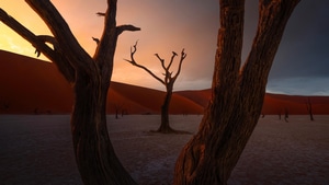 Trees, Dunes, Sand, Nature, 4K wallpaper