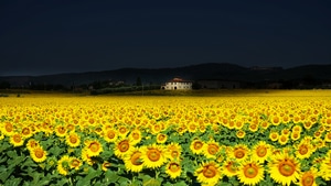 Sunflowers, Field, Flowers, Nature, 4K wallpaper