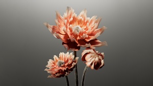 Peach, Digital flower, AI art, Grey background, 4K wallpaper