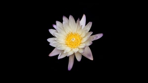 Flowers, Dark, Black, Oled, Nature, 4K wallpaper