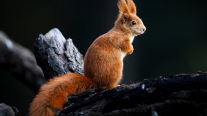 Squirrel, Animals, 4K wallpaper
