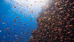Underwater, Photography, Fish, 4K wallpaper