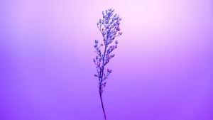 Petal, Flowers, Sky, Nature, 4K wallpaper