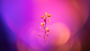 Flowers, 4K wallpaper