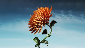 Orange flower, Bloom, Digital flower, Blue Sky, 4K wallpaper