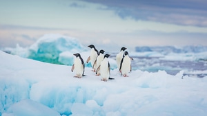 Penguins, Birds, Animals, 4K wallpaper