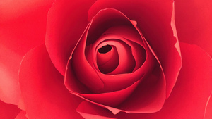 Rose flower, Closeup Photography, Red Rose, Macro, 4K wallpaper