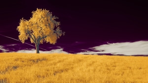 Tree, Field, Nature, Sky, 4K wallpaper