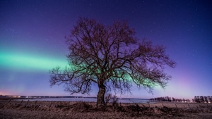 Northern Lights, Milky Way, Trees, Nature, 4K wallpaper