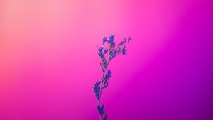 Flowers, Minimalism, Minimalist, Artist, Artwork, Digital Art, Pink, Purple, 4K wallpaper