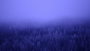 Forest, Trees, Nature, 4K wallpaper