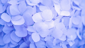 Flowers, 4K wallpaper