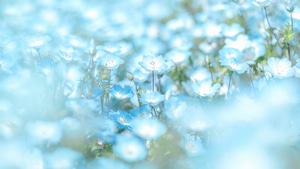 Flowers, 4K wallpaper