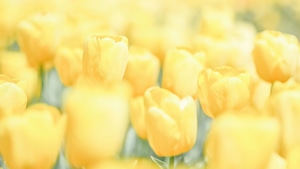 Flowers, 4K wallpaper