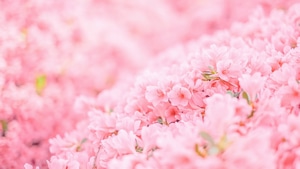 Flowers, 4K wallpaper