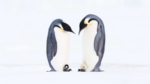 Penguins, Birds, Animals, 4K wallpaper
