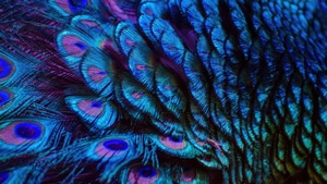Peacocks, Birds, Feather, 4K wallpaper