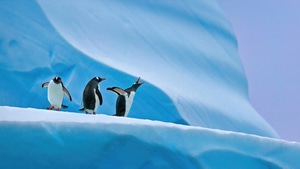 Penguins, Birds, Animals, 4K wallpaper
