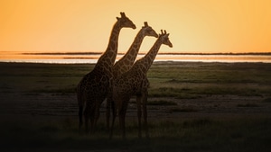 Giraffe, Animals, 4K wallpaper