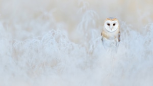 Barn Owl, Owl, Birds, 4K wallpaper