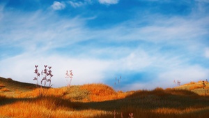 Grass field, Serene, Landscape, Blue Sky, Clouds, 4K wallpaper