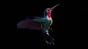 Hummingbird, Birds, Dark, Black, Oled, Artstation, 4K wallpaper